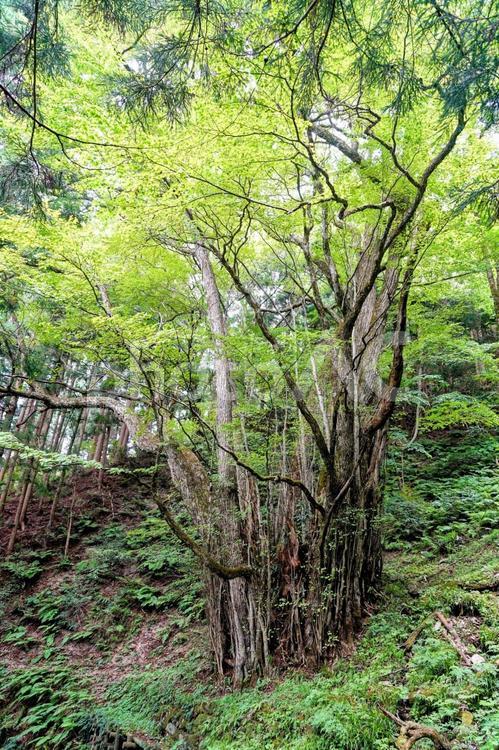 国の天然記念物・奥出雲竹崎のカツラの巨木 天然記念物,奥出雲,文化財の写真素材