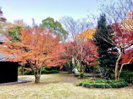 石橋記念公園の紅葉 千葉,１２月,散歩コースの写真素材
