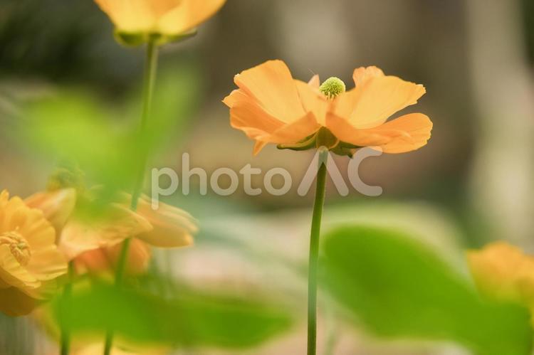 伸びをするオレンジの花 自然,きれい,ガーデニングの写真素材