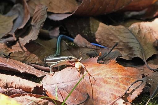 昆虫を捕食するニホントカゲ 昆虫を捕食するニホントカゲ ニホントカゲ,トカゲ,蜥蜴の写真素材