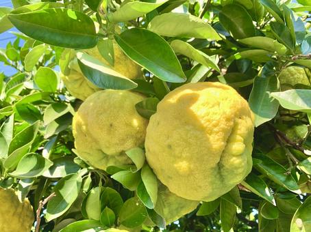 縁起物の鬼柚子3 鬼柚子,獅子柚子,果物の写真素材