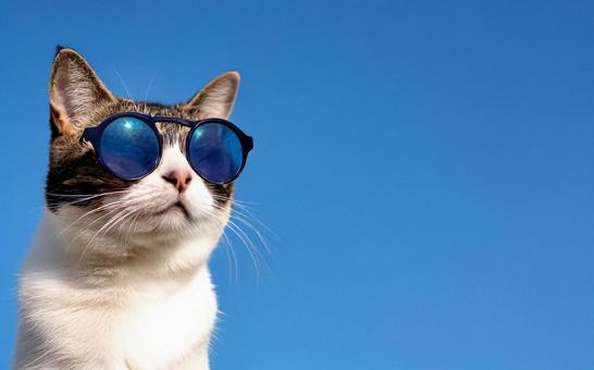 サングラス猫 サングラス猫の写真