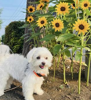 ミニひまわりと犬 ミニひまわりと犬 犬,マルチーズ,ミニひまわりの写真素材