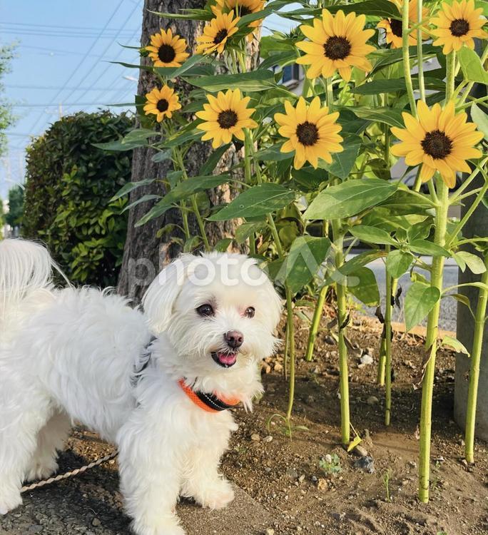 ミニひまわりと犬 犬,マルチーズ,ミニひまわりの写真素材