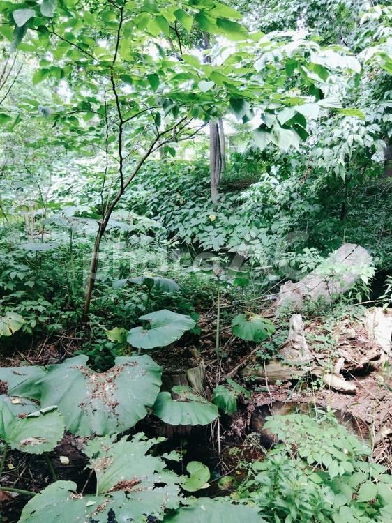 森 森,雑草,自然の写真素材