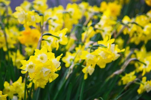 Yellow daffodil, JPG