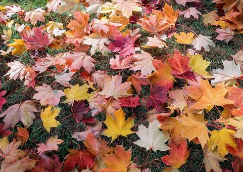 カエデの葉っぱの絨毯 カエデの葉っぱの絨毯の写真
