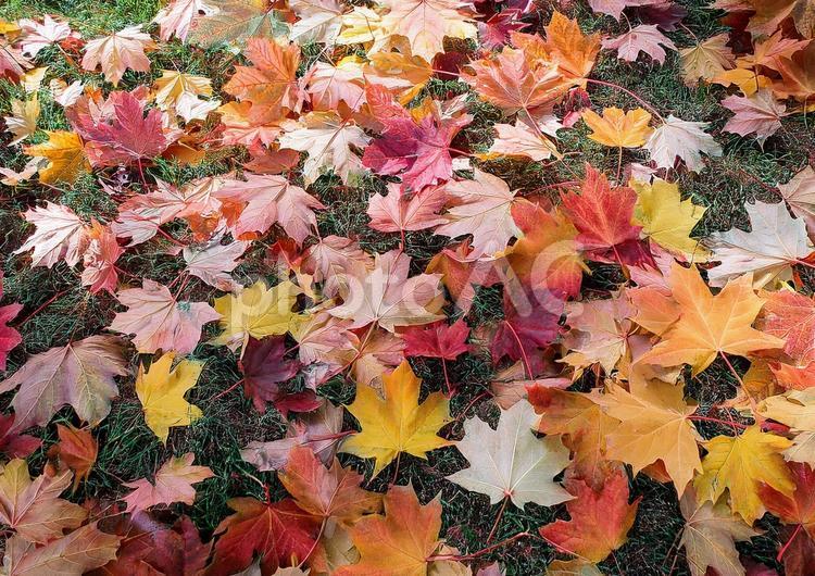 カエデの葉っぱの絨毯 カエデ,もみじ,秋の写真素材