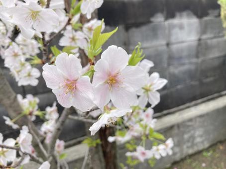 桜の花近影 桜の花近影の写真