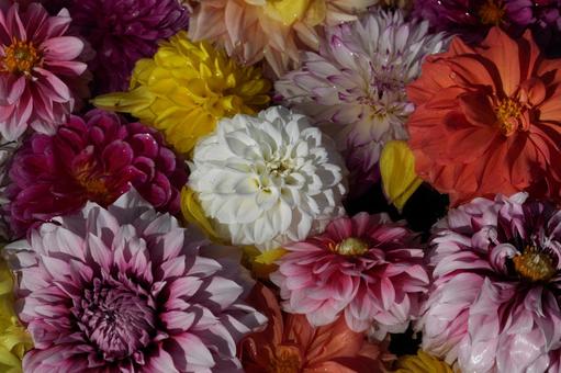 フローティングフラワー(ダリア) フローティングフラワー(ダリア) フローティングフラワー,ダリア,秋の花の写真素材