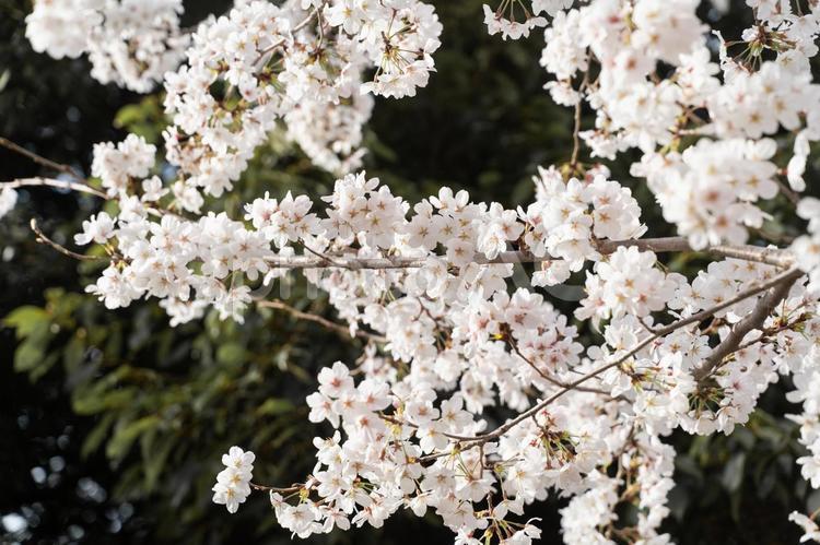 満開の桜が春を彩る④ 桜,春,満開の写真素材