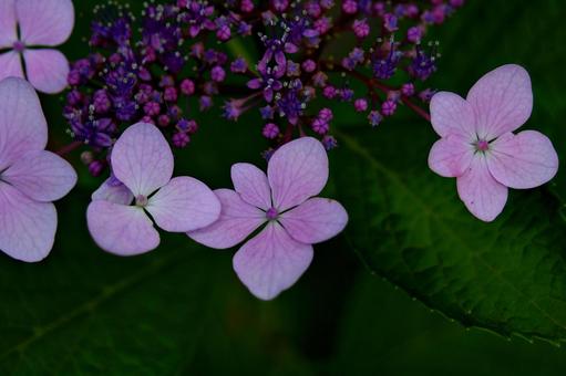 紫陽花幻想の写真