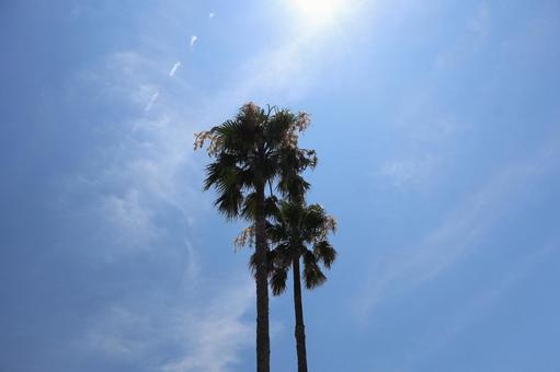 ヤシの木と青空と薄雲と太陽を見上げた風景 ヤシの木と青空と薄雲と太陽を見上げた風景の写真