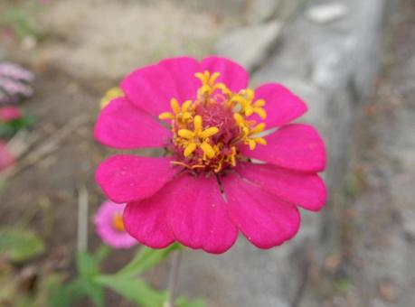 【花の写真】 ヒャクニチソウ（百日草）の写真