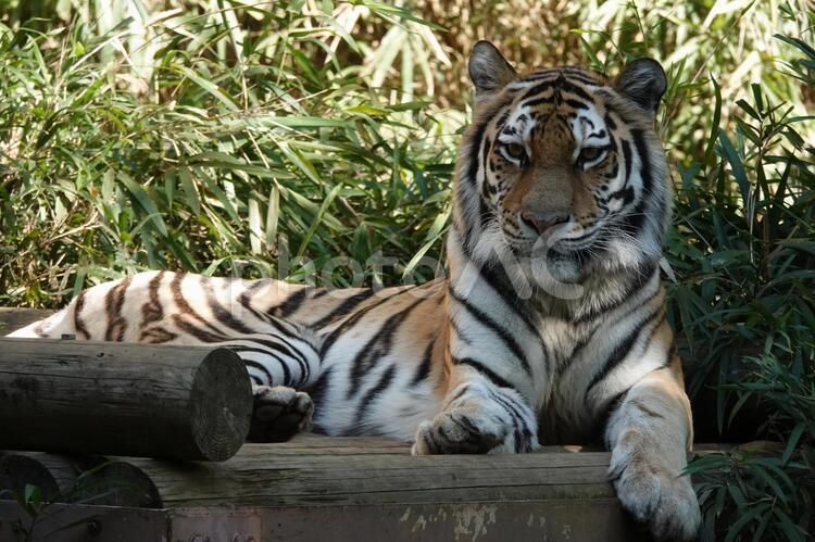 こっち見てるかな？？ トラ,アムールトラ,動物の写真素材