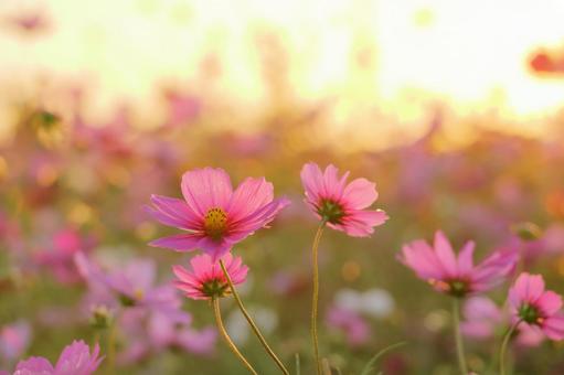 Cosmos Autumn scenery, JPG