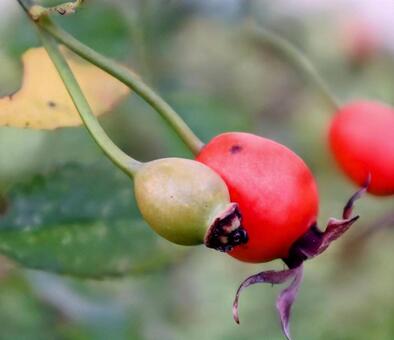 ドッグローズ ローズヒップ,植物,自然の写真素材