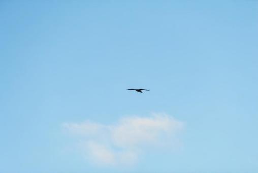 大空を舞うカワウ 大空を舞うカワウの写真