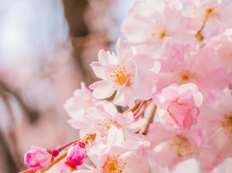 花(サクラ) 花(サクラ)の写真