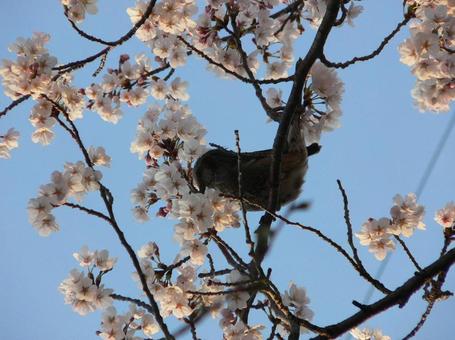 桜11 桜11の写真