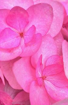 アジサイの花 アジサイの花の写真
