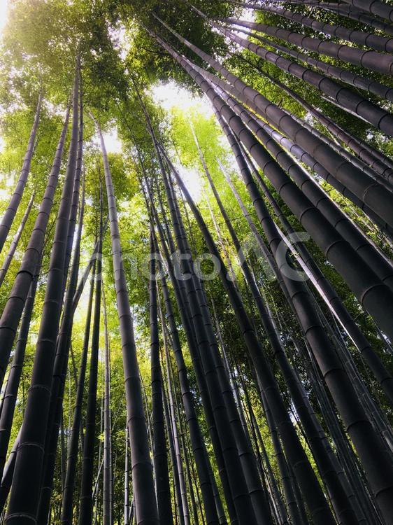 報国寺の竹やぶ 報国寺の竹やぶ 報国寺,竹やぶ,観光の写真素材