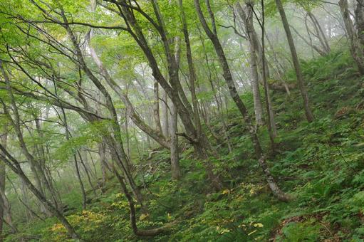 【一ノ倉沢】緑鮮やかなブナ林の斜面 秋,谷川岳,一ノ倉沢の写真素材
