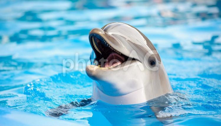 イルカが口を水面から出している イルカ,プール,水族館の写真素材