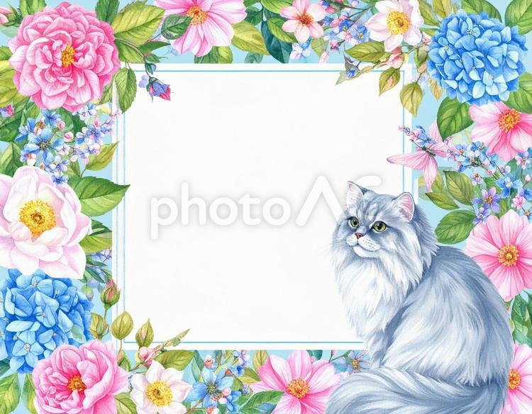 ペルシャ猫と鮮やかな花のテキストフレーム 猫,花,フレームの写真素材