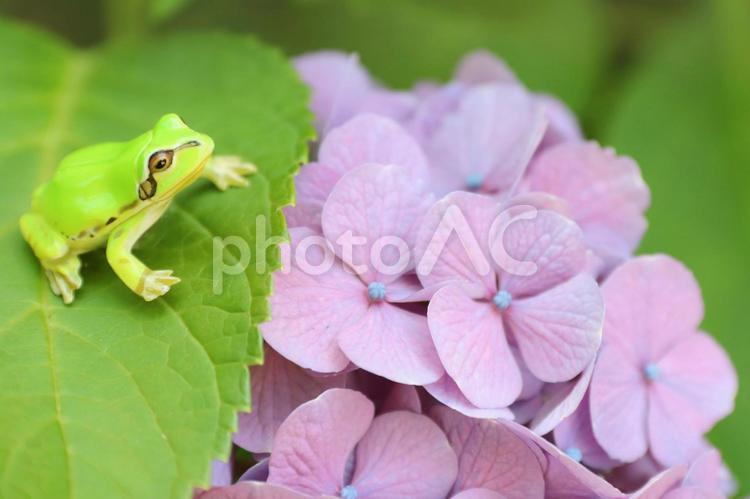カエルとあじさい 紫陽花,蛙,雨の写真素材