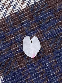 桜はなびら 桜はなびらの写真