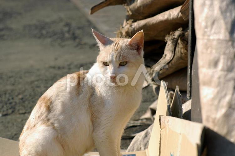 陽射しを浴びる公園の白茶猫① ネコ,野良猫,白茶猫の写真素材