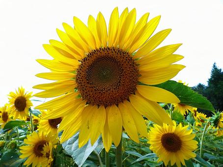 ひまわり ひまわり ひまわり,花,夏の写真素材