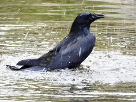 水浴びをするカラス 水浴びをするカラスの写真