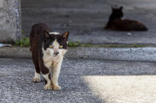 野良猫8 野良猫8 猫,野良猫,屋外の写真素材