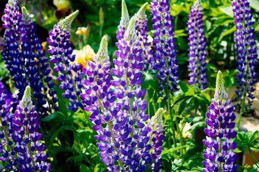 鮮やかな紫色のルピナスの花 鮮やかな紫色のルピナスの花の写真