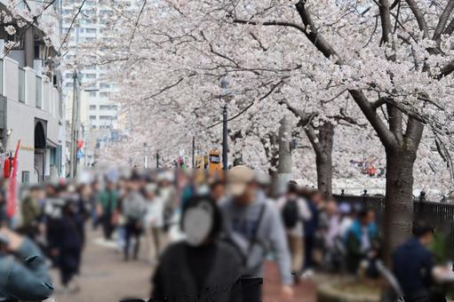 満開の桜を観る人々 満開の桜を観る人々の写真