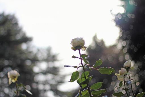 朝日を浴びた薔薇 朝日を浴びた薔薇の写真