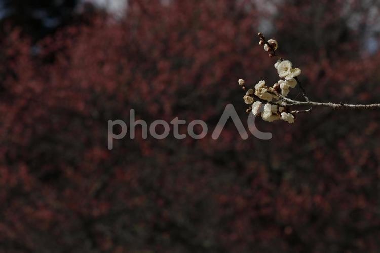 公園の散策 白梅,紅梅,梅林の写真素材
