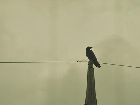 鳥 カラス 鳥 カラス カラス,からす,鳥の写真素材