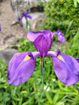 花菖蒲 花菖蒲の写真