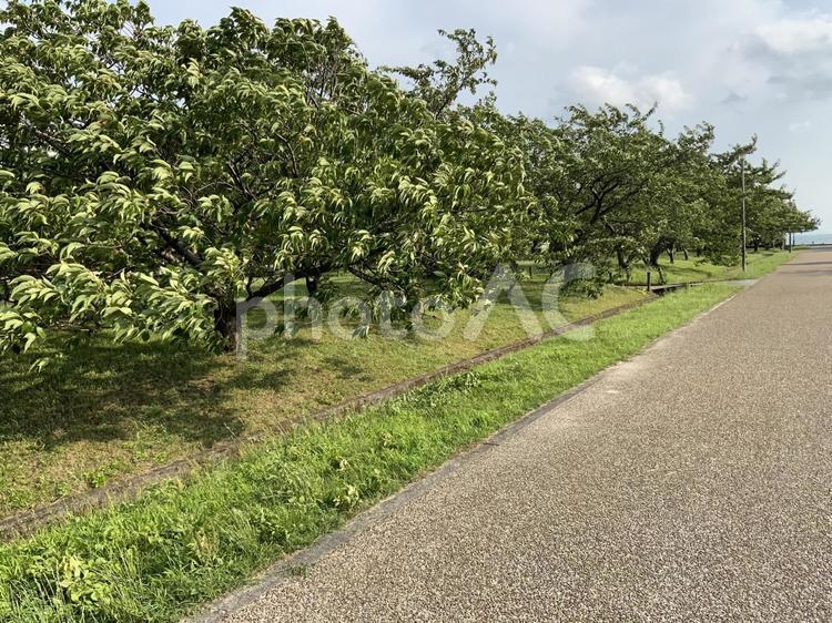 木々が並ぶ昼下がりの小道 自然,風景,空の写真素材