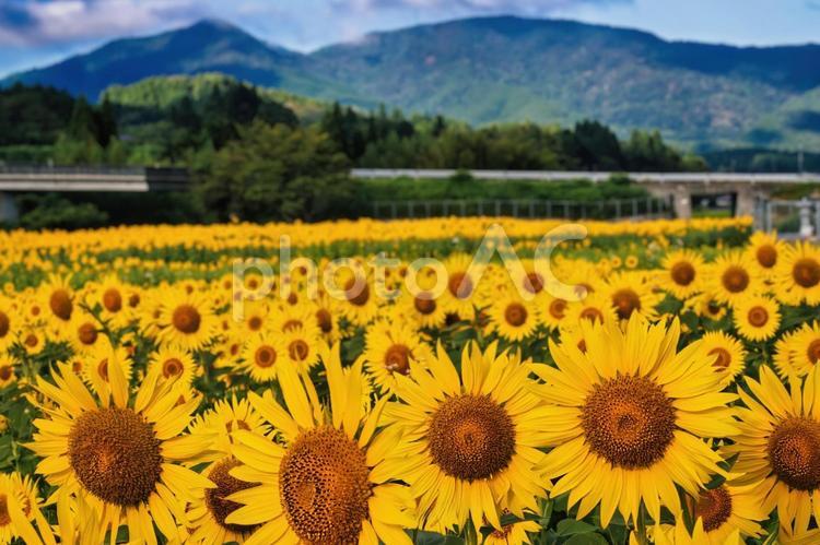 米子自動車道と蒜山ひまわり 蒜山,ひまわり,夏の写真素材