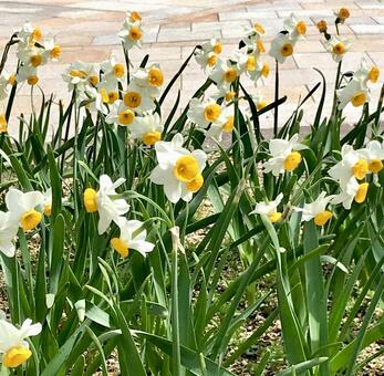 スイセン (公園の花壇 ) スイセン (公園の花壇 )の写真