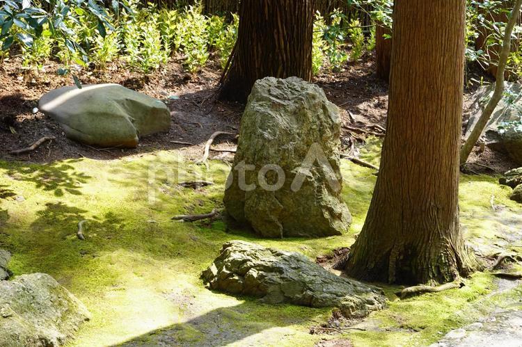 京都嵐山　日本庭園の庭石と木 日本,和,石の写真素材