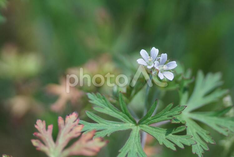 白い小さな花1 アメリカフウロ,白い花,花の写真素材