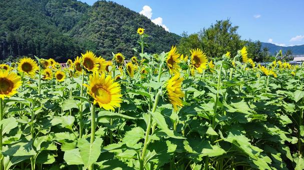 夏を抱きしめる花畑 夏を抱きしめる花畑の写真