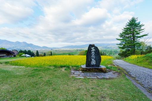 250503飯山市菜の花公園の写真