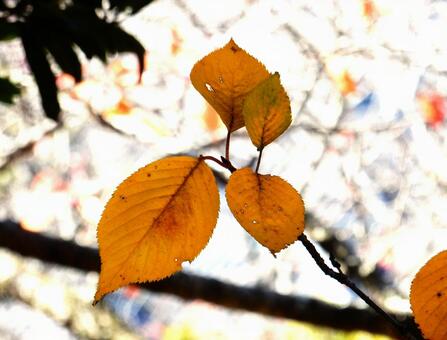【風景写真】晩秋の風景 紅葉,葉っぱ,晩秋の写真素材