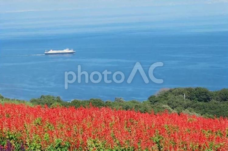 あわじ花さじき-秋05 秋,秋イメージ,花の写真素材